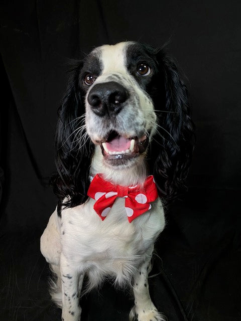 Bow Bundle (new) - Valentine's